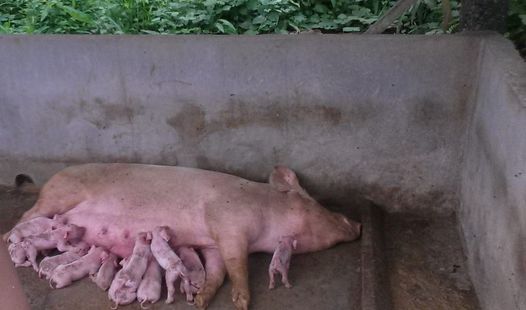 LACK OF DOCUMENTS KEEP 44 EV TOWNS ON ASF RED ZONE