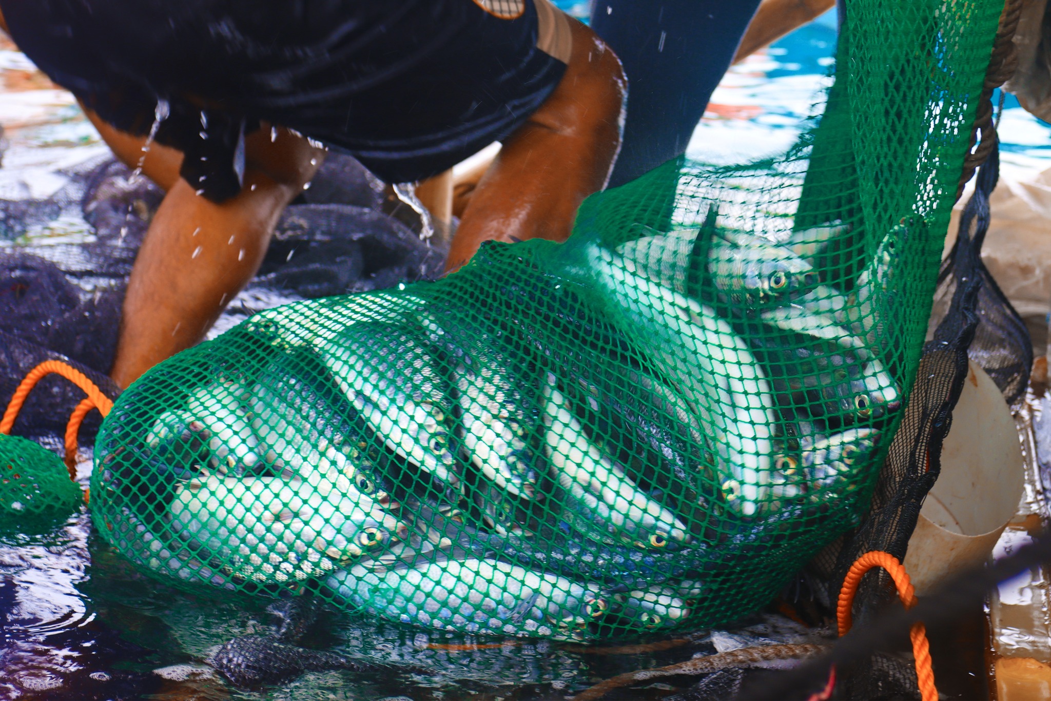 BILIRAN FISHERMEN STRIKES GOLD IN BANGUS FARMING