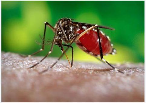 Dengue Death Climbs to 15 in Eastern Visayas