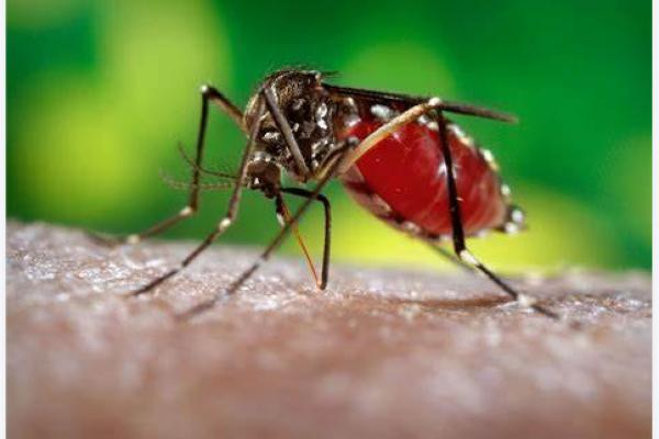 Dengue Death Climbs to 15 in Eastern Visayas
