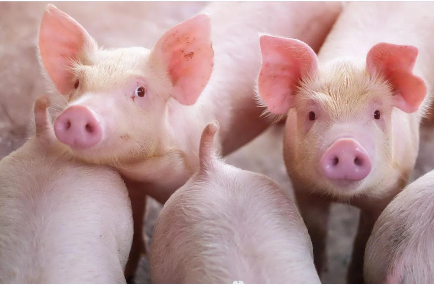 Pork Holiday in Samar Town Extended