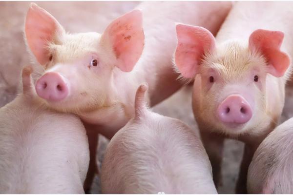 Pork Holiday in Samar Town Extended