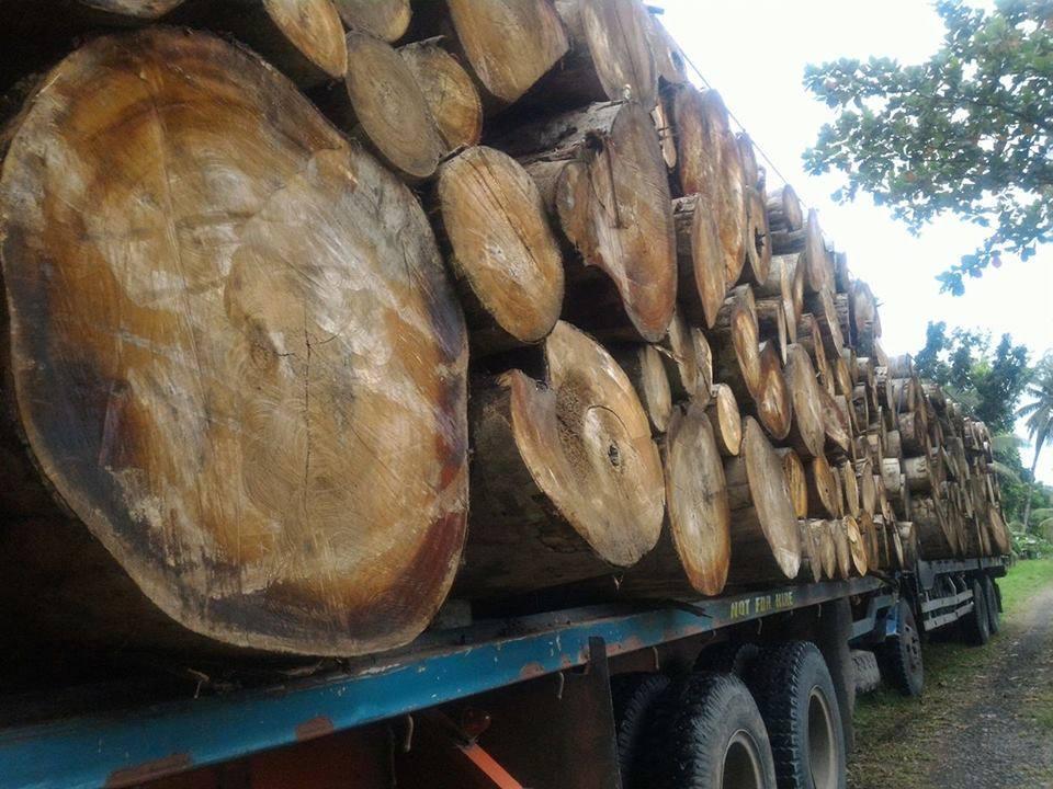 Truckloads of "Falcata" Logs From Northern Samar Confiscated