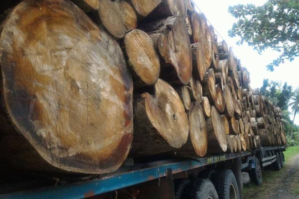 Truckloads of "Falcata" Logs From Northern Samar Confiscated