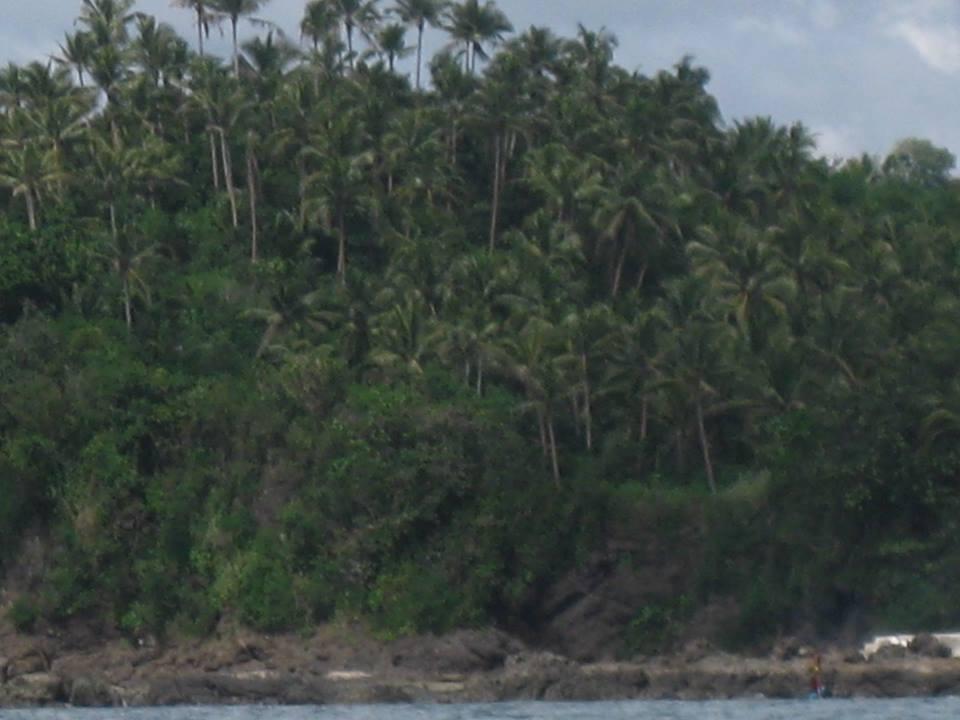 National Moratorium on Coco Trees Cutting Signed